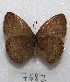  ( - MACN-Bar-Lep-ct 07682)  @13 [ ] Copyright (2016) MACN Museo Argentino de Ciencias Naturales "Bernardino Rivadavia"