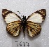  ( - MACN-Bar-Lep-ct 07687)  @13 [ ] Copyright (2016) MACN Museo Argentino de Ciencias Naturales "Bernardino Rivadavia"