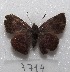  ( - MACN-Bar-Lep-ct 07714)  @12 [ ] Copyright (2016) MACN Museo Argentino de Ciencias Naturales "Bernardino Rivadavia"