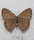  ( - MACN-Bar-Lep-ct 07737)  @13 [ ] Copyright (2016) MACN Museo Argentino de Ciencias Naturales "Bernardino Rivadavia"