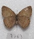  ( - MACN-Bar-Lep-ct 07763)  @13 [ ] Copyright (2016) MACN Museo Argentino de Ciencias Naturales "Bernardino Rivadavia"