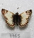  ( - MACN-Bar-Lep-ct 07765)  @13 [ ] Copyright (2016) MACN Museo Argentino de Ciencias Naturales "Bernardino Rivadavia"