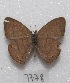  ( - MACN-Bar-Lep-ct 07778)  @13 [ ] Copyright (2016) MACN Museo Argentino de Ciencias Naturales "Bernardino Rivadavia"