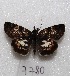  ( - MACN-Bar-Lep-ct 07780)  @14 [ ] Copyright (2016) MACN Museo Argentino de Ciencias Naturales "Bernardino Rivadavia"