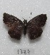  ( - MACN-Bar-Lep-ct 07784)  @12 [ ] Copyright (2016) MACN Museo Argentino de Ciencias Naturales "Bernardino Rivadavia"