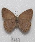  ( - MACN-Bar-Lep-ct 07787)  @12 [ ] Copyright (2016) MACN Museo Argentino de Ciencias Naturales "Bernardino Rivadavia"