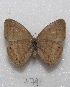  ( - MACN-Bar-Lep-ct 07791)  @13 [ ] Copyright (2016) MACN Museo Argentino de Ciencias Naturales "Bernardino Rivadavia"