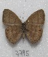  ( - MACN-Bar-Lep-ct 07795)  @13 [ ] Copyright (2016) MACN Museo Argentino de Ciencias Naturales "Bernardino Rivadavia"