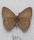  ( - MACN-Bar-Lep-ct 07802)  @13 [ ] Copyright (2016) MACN Museo Argentino de Ciencias Naturales "Bernardino Rivadavia"