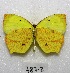  ( - MACN-Bar-Lep-ct 07872)  @13 [ ] Copyright (2016) MACN Museo Argentino de Ciencias Naturales "Bernardino Rivadavia"