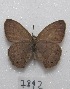  ( - MACN-Bar-Lep-ct 07892)  @12 [ ] Copyright (2016) MACN Museo Argentino de Ciencias Naturales "Bernardino Rivadavia"