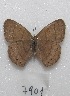  ( - MACN-Bar-Lep-ct 07901)  @13 [ ] Copyright (2016) MACN Museo Argentino de Ciencias Naturales "Bernardino Rivadavia"