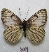  ( - MACN-Bar-Lep-ct 08009)  @11 [ ] Copyright (2016) MACN Museo Argentino de Ciencias Naturales "Bernardino Rivadavia"