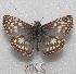  ( - MACN-Bar-Lep-ct 08065)  @14 [ ] Copyright (2016) MACN Museo Argentino de Ciencias Naturales "Bernardino Rivadavia"