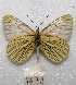  ( - MACN-Bar-Lep-ct 08073)  @14 [ ] Copyright (2016) MACN Museo Argentino de Ciencias Naturales "Bernardino Rivadavia"
