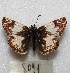  ( - MACN-Bar-Lep-ct 08091)  @13 [ ] Copyright (2016) MACN Museo Argentino de Ciencias Naturales "Bernardino Rivadavia"