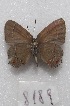  ( - MACN-Bar-Lep-ct 08189)  @12 [ ] Copyright (2016) MACN Museo Argentino de Ciencias Naturales "Bernardino Rivadavia"