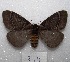  ( - MACN-Bar-Lep-ct 08311)  @13 [ ] Copyright (2017) MACN Museo Argentino de Ciencias Naturales "Bernardino Rivadavia"