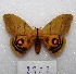  ( - MACN-Bar-Lep-ct 08322)  @11 [ ] Copyright (2017) MACN Museo Argentino de Ciencias Naturales "Bernardino Rivadavia"