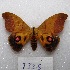  ( - MACN-Bar-Lep-ct 08325)  @11 [ ] Copyright (2017) MACN Museo Argentino de Ciencias Naturales "Bernardino Rivadavia"
