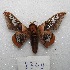  ( - MACN-Bar-Lep-ct 08340)  @11 [ ] Copyright (2017) MACN Museo Argentino de Ciencias Naturales "Bernardino Rivadavia"