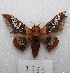  ( - MACN-Bar-Lep-ct 08350)  @11 [ ] Copyright (2017) MACN Museo Argentino de Ciencias Naturales "Bernardino Rivadavia"