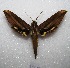  (Xylophanes schreiteri - MACN-Bar-Lep-ct 08462)  @14 [ ] Copyright (2017) MACN Museo Argentino de Ciencias Naturales "Bernardino Rivadavia"