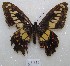  ( - MACN-Bar-Lep-ct 08770)  @11 [ ] Copyright (2019) MACN Museo Argentino de Ciencias Naturales "Bernardino Rivadavia"