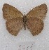  ( - MACN-Bar-Lep-ct 08781)  @11 [ ] Copyright (2019) MACN Museo Argentino de Ciencias Naturales "Bernardino Rivadavia"