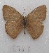  ( - MACN-Bar-Lep-ct 08783)  @11 [ ] Copyright (2019) MACN Museo Argentino de Ciencias Naturales "Bernardino Rivadavia"