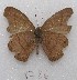  ( - MACN-Bar-Lep-ct 08786)  @11 [ ] Copyright (2019) MACN Museo Argentino de Ciencias Naturales "Bernardino Rivadavia"