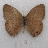  ( - MACN-Bar-Lep-ct 08791)  @11 [ ] Copyright (2019) MACN Museo Argentino de Ciencias Naturales "Bernardino Rivadavia"