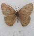  ( - MACN-Bar-Lep-ct 08793)  @11 [ ] Copyright (2019) MACN Museo Argentino de Ciencias Naturales "Bernardino Rivadavia"