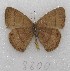  ( - MACN-Bar-Lep-ct 08800)  @11 [ ] Copyright (2019) MACN Museo Argentino de Ciencias Naturales "Bernardino Rivadavia"