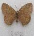  ( - MACN-Bar-Lep-ct 08802)  @11 [ ] Copyright (2019) MACN Museo Argentino de Ciencias Naturales "Bernardino Rivadavia"