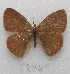  ( - MACN-Bar-Lep-ct 08804)  @11 [ ] Copyright (2019) MACN Museo Argentino de Ciencias Naturales "Bernardino Rivadavia"