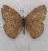  ( - MACN-Bar-Lep-ct 08808)  @11 [ ] Copyright (2019) MACN Museo Argentino de Ciencias Naturales "Bernardino Rivadavia"