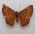  ( - MACN-Bar-Lep-ct 08825)  @11 [ ] Copyright (2019) MACN Museo Argentino de Ciencias Naturales "Bernardino Rivadavia"