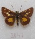  ( - MACN-Bar-Lep-ct 08847)  @11 [ ] Copyright (2019) MACN Museo Argentino de Ciencias Naturales "Bernardino Rivadavia"