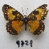  (Chlosyne lacinia saundersi - MACN-Bar-Lep-ct-09721)  @11 [ ] Copyright (2024) MACN Museo Argentino de Ciencias Naturales "Bernardino Rivadavia"