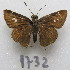  ( - MACN-Bar-Lep-ct-09732)  @11 [ ] Copyright (2024) MACN Museo Argentino de Ciencias Naturales "Bernardino Rivadavia"