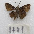  ( - MACN-Bar-Lep-ct-09741)  @11 [ ] Copyright (2024) MACN Museo Argentino de Ciencias Naturales "Bernardino Rivadavia"