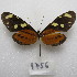  ( - MACN-Bar-Lep-ct-09756)  @11 [ ] Copyright (2024) MACN Museo Argentino de Ciencias Naturales "Bernardino Rivadavia"
