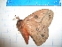  ( - CLV13910)  @11 [ ] Copyright (2010) Unspecified Institut National de la Recherche Agronomique, Orleans, Forestry Zoology