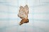 ( - CLV21710)  @13 [ ] Copyright (2010) Unspecified Institut National de la Recherche Agronomique, Orleans, Forestry Zoology