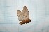  ( - CLV21810)  @12 [ ] Copyright (2010) Unspecified Institut National de la Recherche Agronomique, Orleans, Forestry Zoology