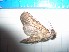  ( - CLV23910)  @12 [ ] Copyright (2010) Unspecified Institut National de la Recherche Agronomique, Orleans, Forestry Zoology