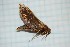  ( - CLV25910)  @13 [ ] Copyright (2010) Unspecified Institut National de la Recherche Agronomique, Orleans, Forestry Zoology