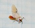  ( - CLV300)  @12 [ ] Copyright (2010) Unspecified Institut National de la Recherche Agronomique, Orleans, Forestry Zoology