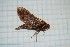 ( - CLV301)  @13 [ ] Copyright (2010) Unspecified Institut National de la Recherche Agronomique, Orleans, Forestry Zoology